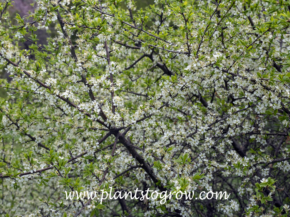 Prunus spinosissima